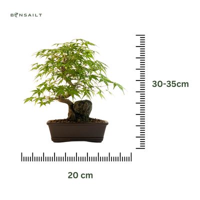 Bonsai Klevas ant uolos (Acer palmatum) P20 Klevas uola 2