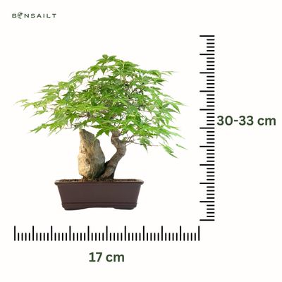 Bonsai Klevas ant uolos (Acer palmatum) P17 Klevas uola 7