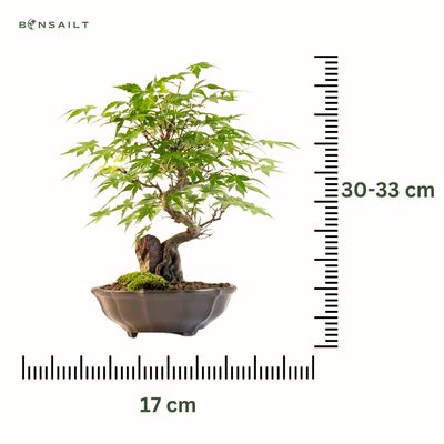 Bonsai Klevas ant uolos (Acer palmatum) P17 Klevas uola 8