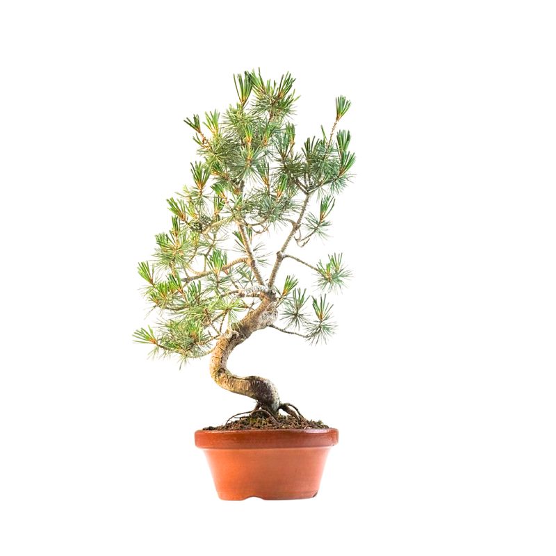 Pinus Sylvestris baltoji pušis bonsai P16 PB5