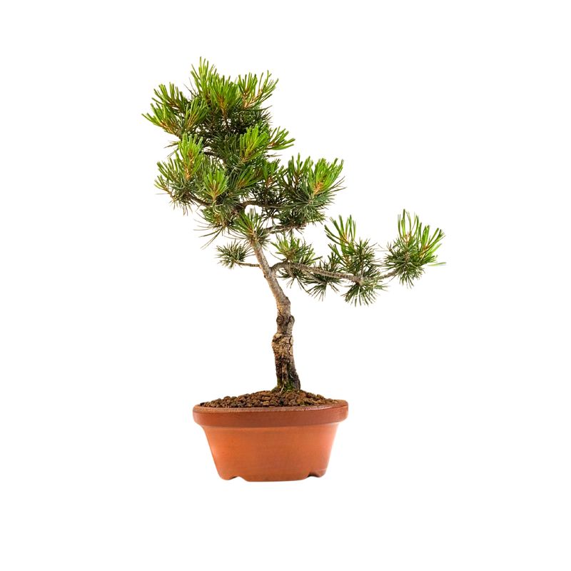 Pinus Sylvestris baltoji pušis bonsai P16 PB1
