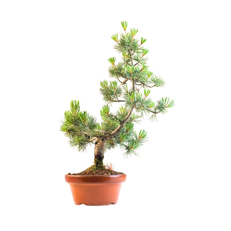 Pinus Sylvestris baltoji pušis bonsai P16 PB6