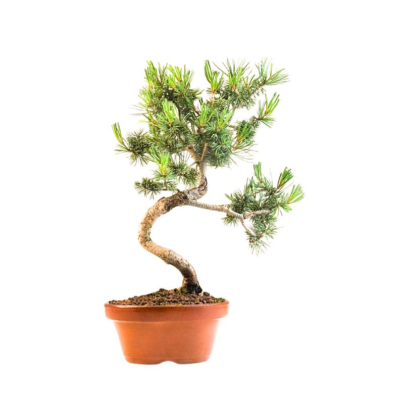 Pinus Sylvestris baltoji pušis bonsai P16 PB8
