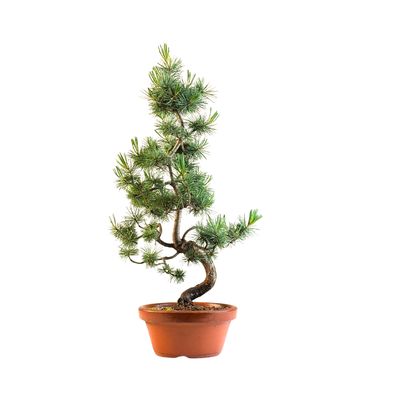 Pinus Sylvestris baltoji pušis bonsai P16 PB11