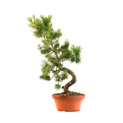 Pinus Sylvestris baltoji pušis bonsai P16 PB9