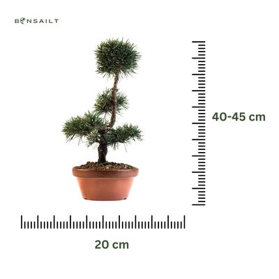 Japoniška juodoji pušis P20 JP1