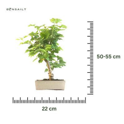 Japoniškas Dviskiautis ginkmedis P22 SI02