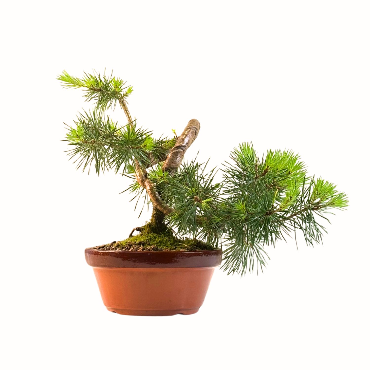 Pinus Sylvestris baltoji pušis bonsai P16