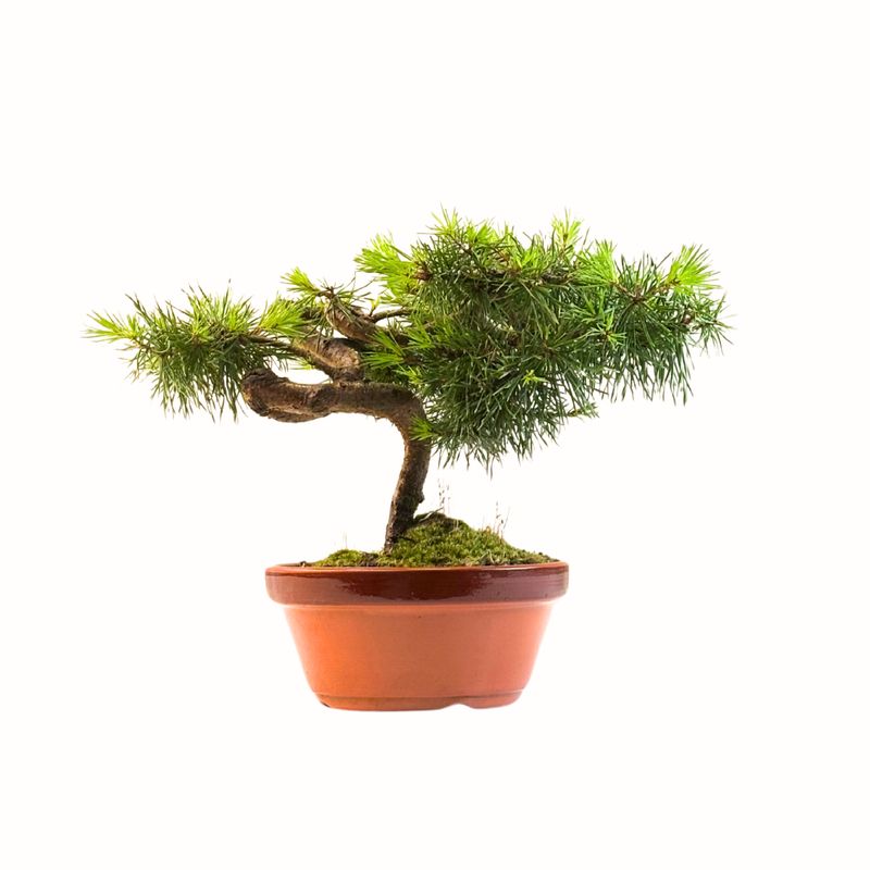 Pinus Sylvestris baltoji pušis bonsai P16 PB4