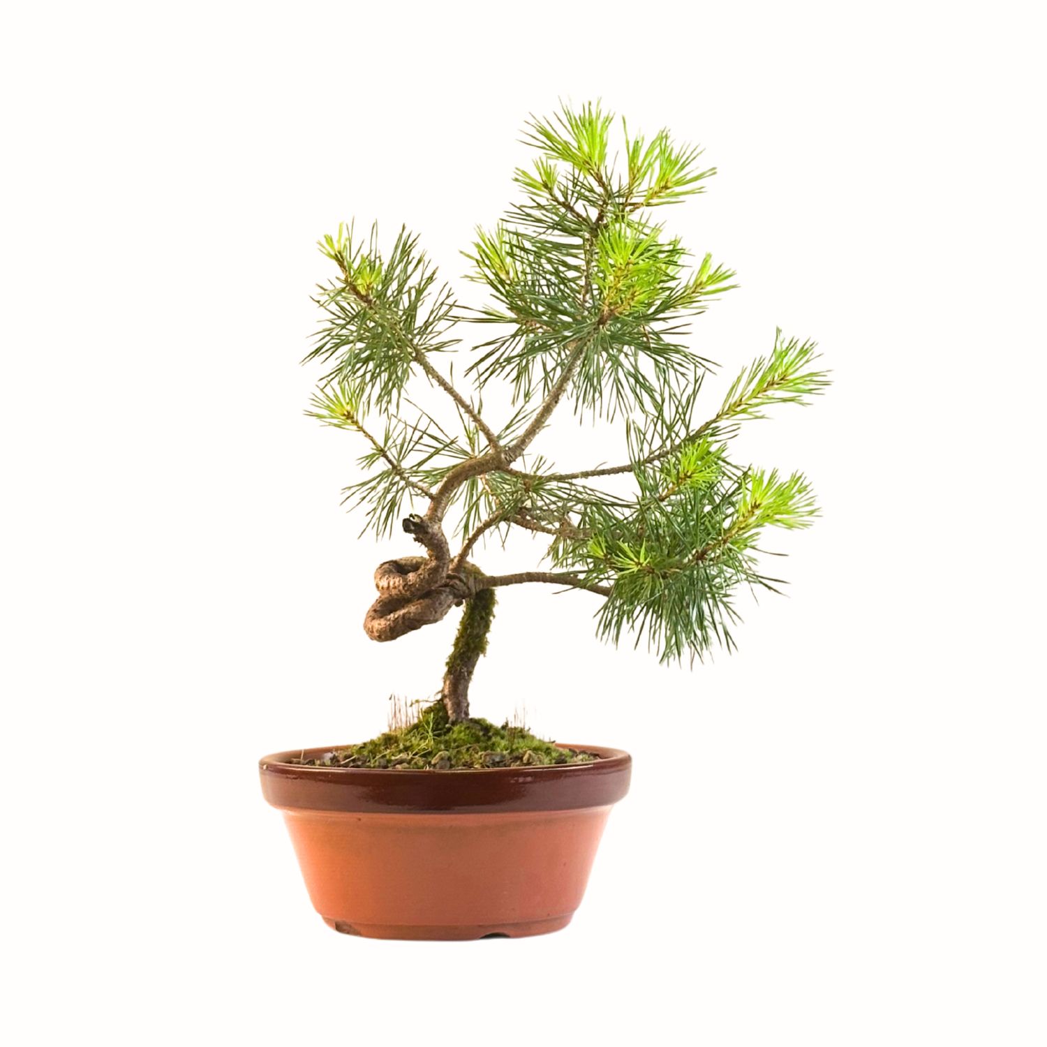 Pinus Sylvestris baltoji pušis bonsai P16 PB6