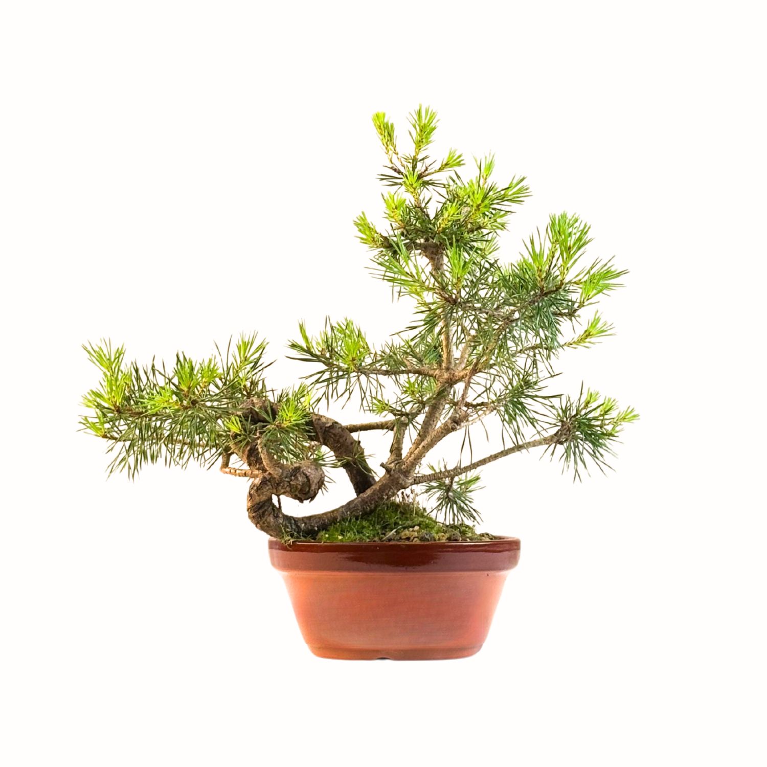 Pinus Sylvestris baltoji pušis bonsai P16 PB5