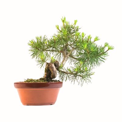 Pinus Sylvestris baltoji pušis bonsai P16 BP7