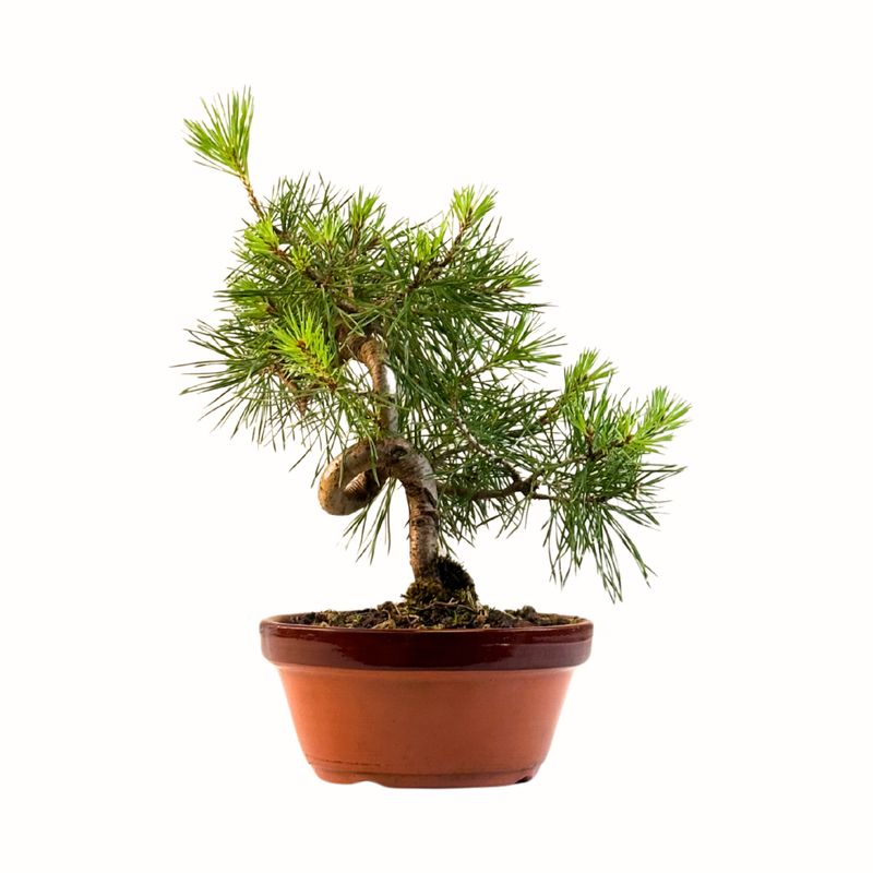 Pinus Sylvestris baltoji pušis bonsai P16 BP8