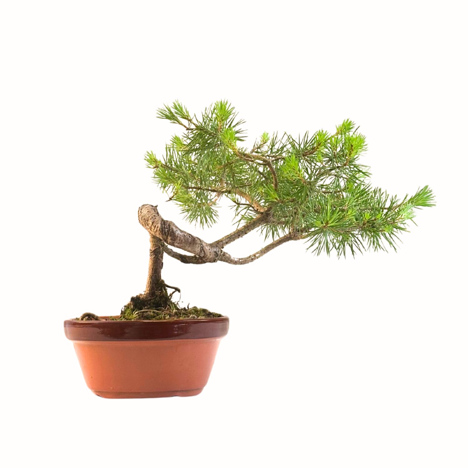 Pinus Sylvestris baltoji pušis bonsai P16 BP9