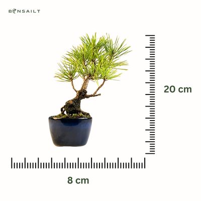 Japoniška juodoji pušis (Pinus Corticosa Thunbergii) P8 AP1
