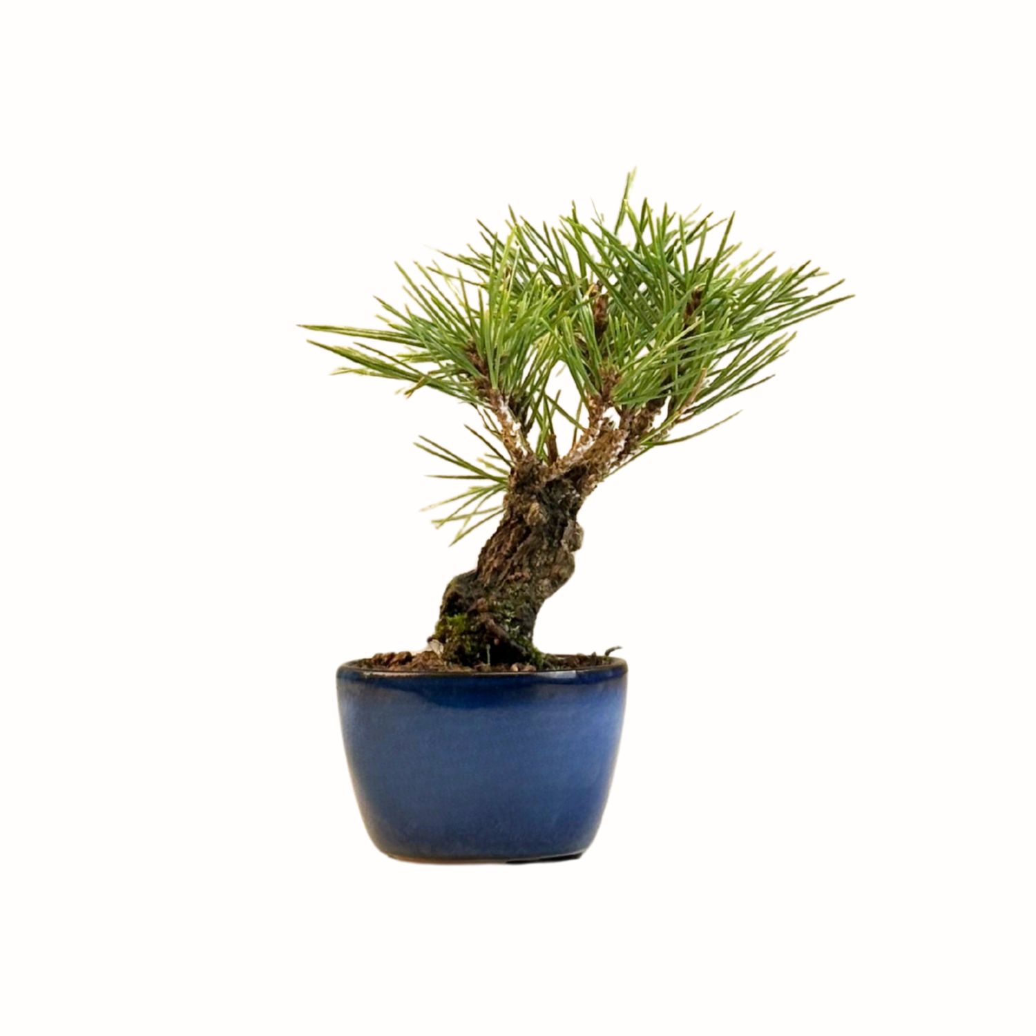 Japoniška juodoji pušis (Pinus Corticosa Thunbergii) P8 AP2