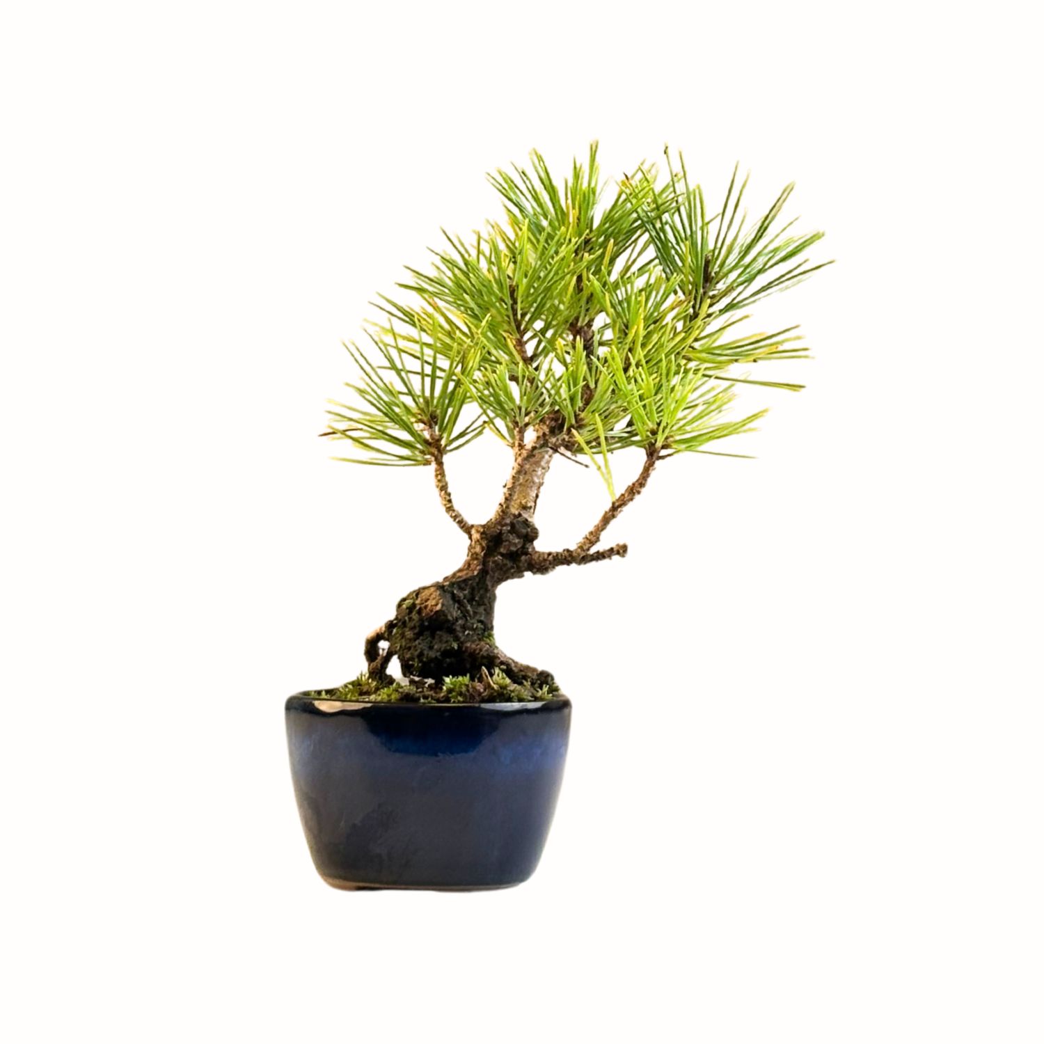 Japoniška juodoji pušis (Pinus Corticosa Thunbergii) P8 AP1