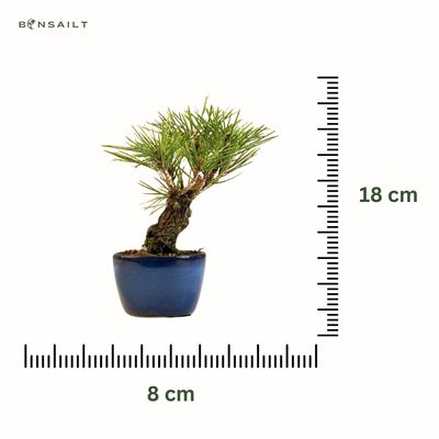 Japoniška juodoji pušis (Pinus Corticosa Thunbergii) P8 AP2
