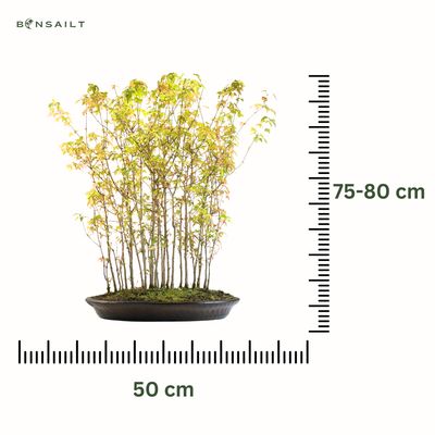 Triskiaučio klevo miškas (Buergerianum forest) XL P50 MK01