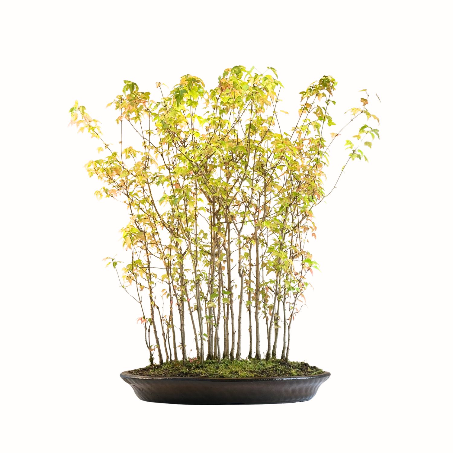 Triskiaučio klevo miškas  (Buergerianum forest) XL P50 MK01