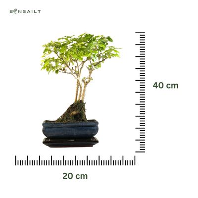 Ligustrum Bonsai P20 tiesus RU02