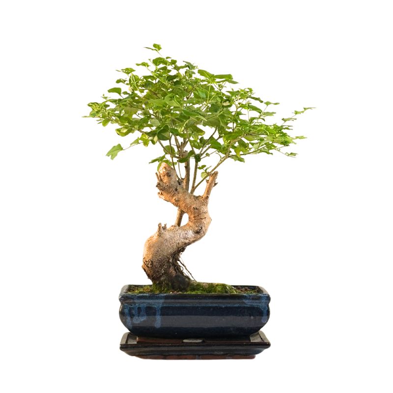 Ligustrum Bonsai P20 S RU03