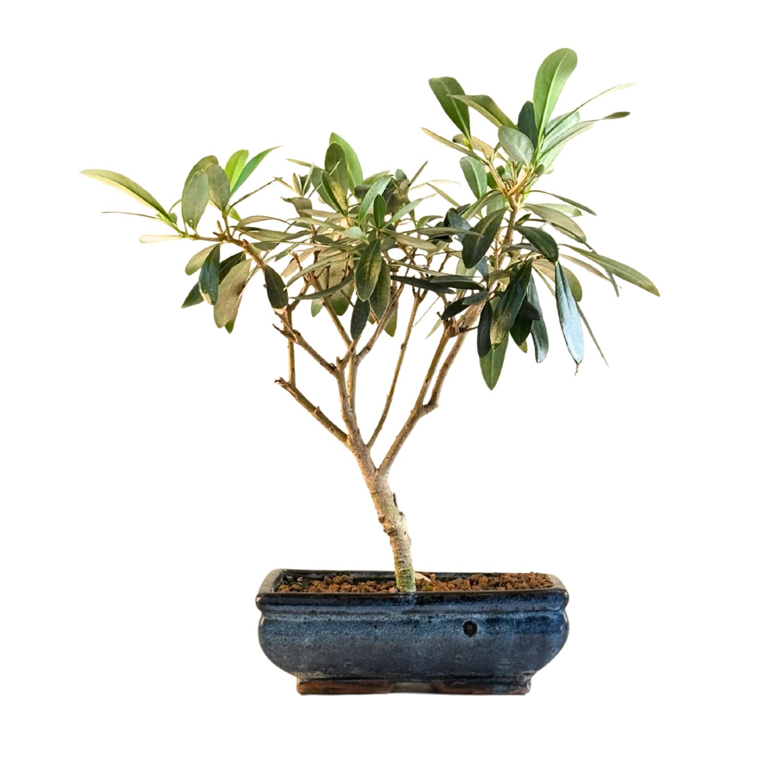 Ficus Bonsai P18 ISL1