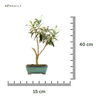 Alyvmedis (Olea europaea) P15 ISL2