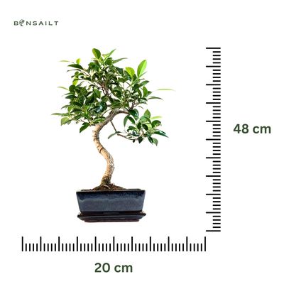 Ficus Bonsai S formos P20 medelis