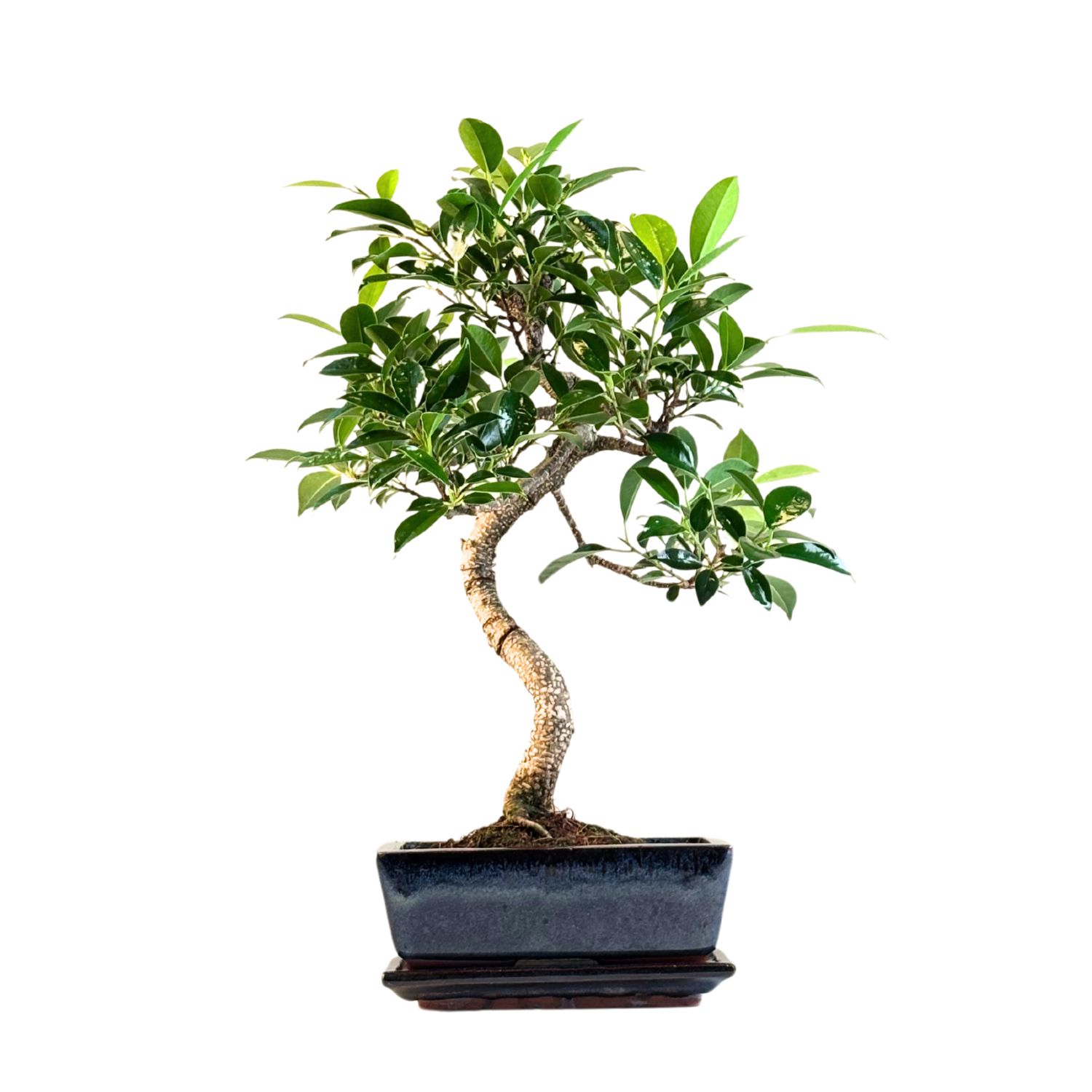 Ficus Bonsai S formos P20 medelis