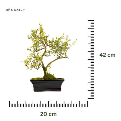 Bonsai VARIEGATA - SERISSA P20 AL1