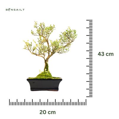 Bonsai VARIEGATA - SERISSA P20 AL3