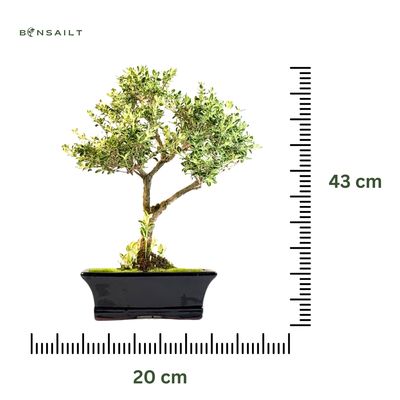 Bonsai VARIEGATA - SERISSA P20 AL2