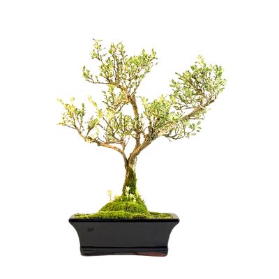 Bonsai VARIEGATA - SERISSA P20 AL3