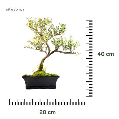 Bonsai VARIEGATA - SERISSA P20 AL4