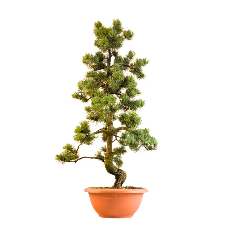 Japoniška baltoji pušis P30 BD01