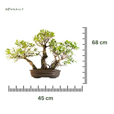 Ficus Bonsai S formos P45 3x Miškas