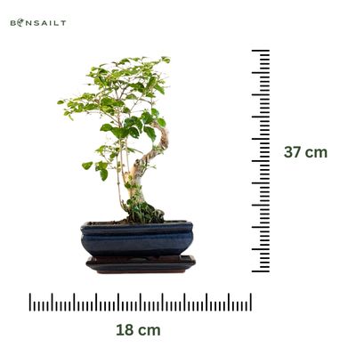 Ligustrum Bonsai S formos P18