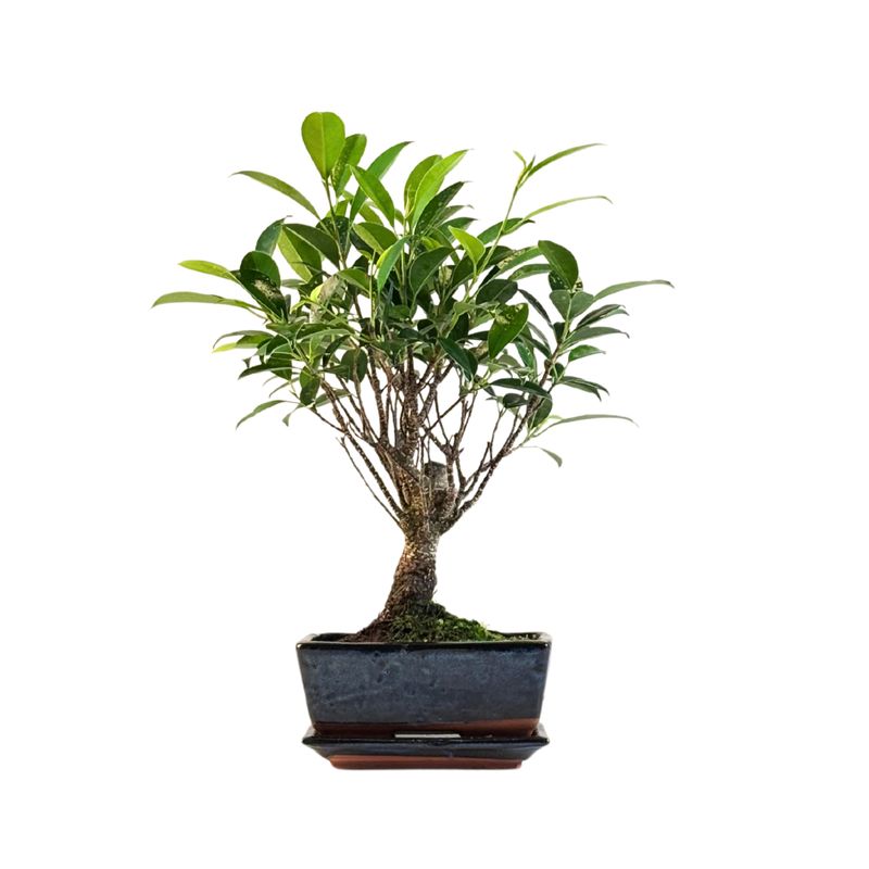 Ficus Bonsai P15 medelis FT01
