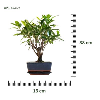 Ficus Bonsai P15 medelis