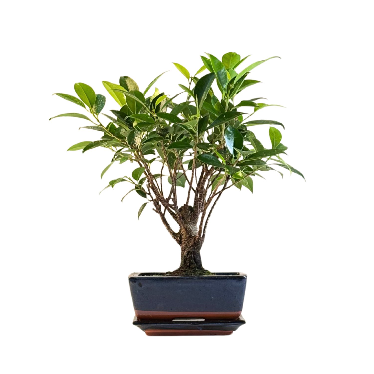 Ficus Bonsai P15 medelis