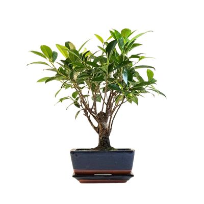 Ficus Bonsai P15 medelis