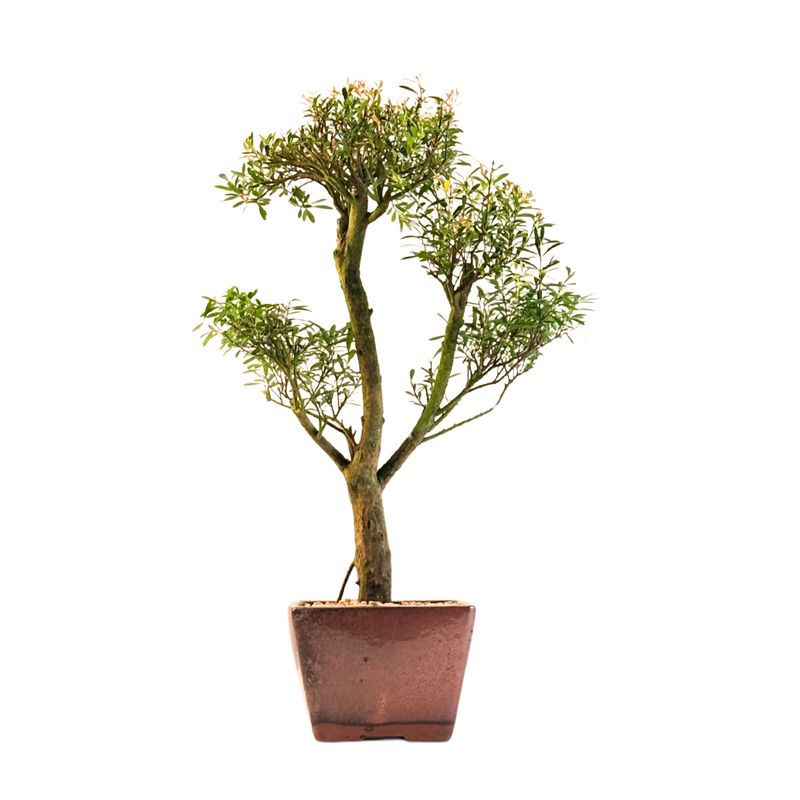 Syzygium Bonsai P14