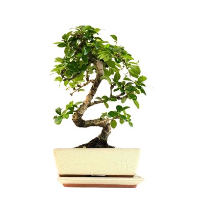 Carmona Bonsai S formos Arbatmedis P20