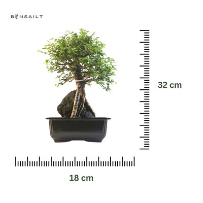 Japoniška Guoba  ant uolos   (Cork bark Ulmus Parvifolija over the rock) 🇯🇵 P20 GO7