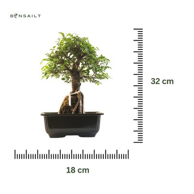 Japoniška Guoba  ant uolos   (Cork bark Ulmus Parvifolija over the rock) 🇯🇵 P20 GO9