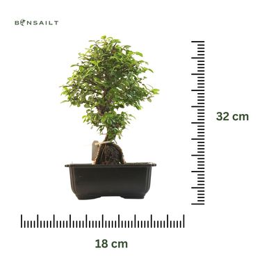 Japoniška Guoba  ant uolos   (Cork bark Ulmus Parvifolija over the rock) 🇯🇵 P20 GO8