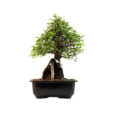 Japoniška Guoba  ant uolos   (Cork bark Ulmus Parvifolija over the rock) 🇯🇵 P20 GO11