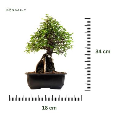 Japoniška Guoba  ant uolos   (Cork bark Ulmus Parvifolija over the rock) 🇯🇵 P20 GO11