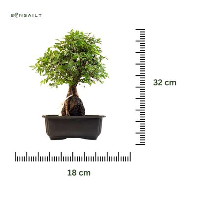 Japoniška Guoba  ant uolos   (Cork bark Ulmus Parvifolija over the rock) 🇯🇵 P20 GO13